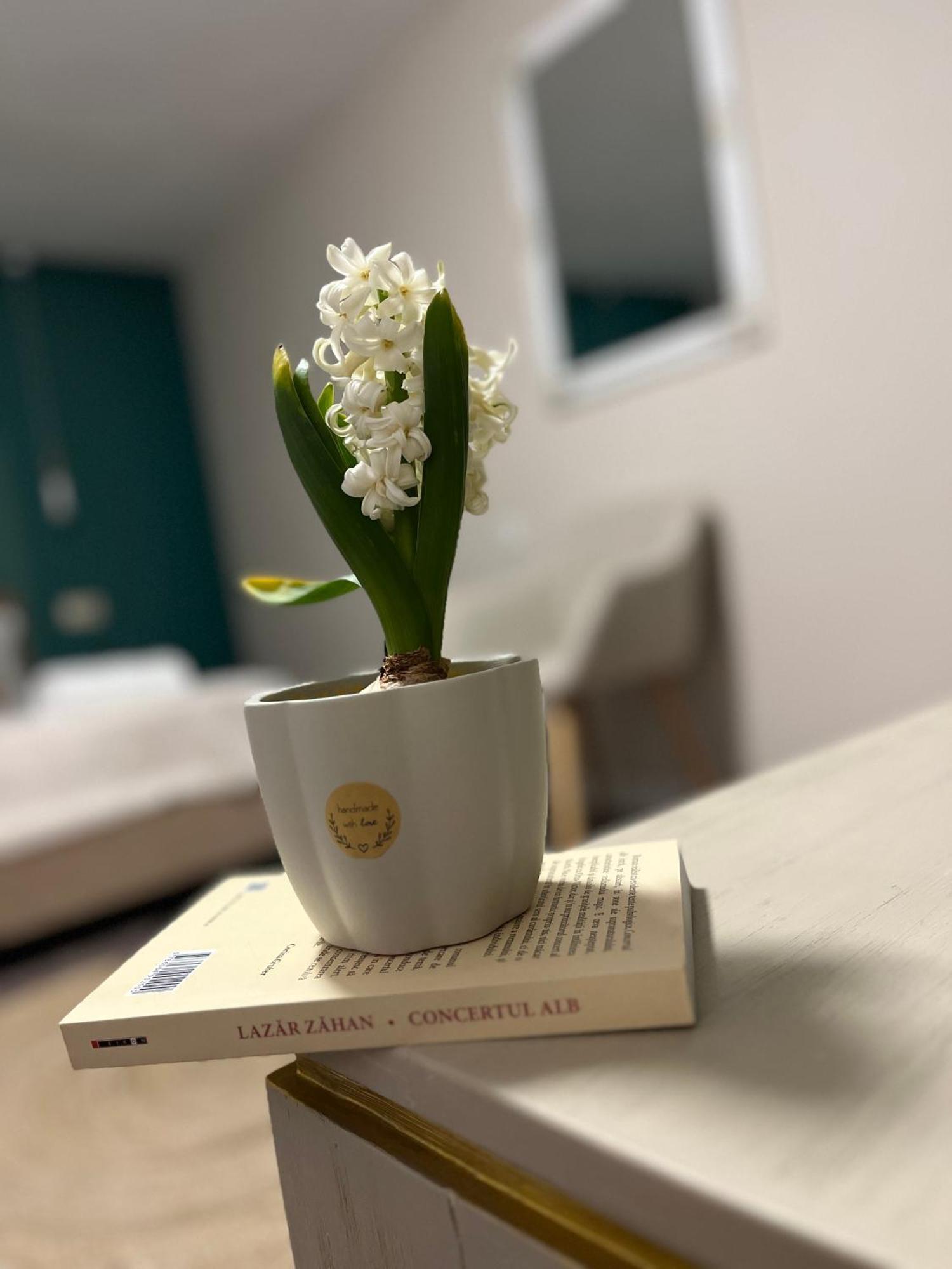 Moon And Sun Apartments Sibiu Ngoại thất bức ảnh